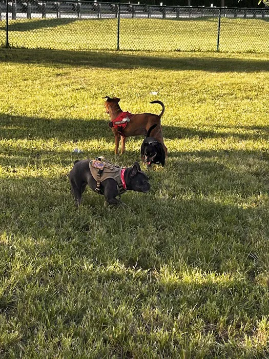 K-9 Cove 4