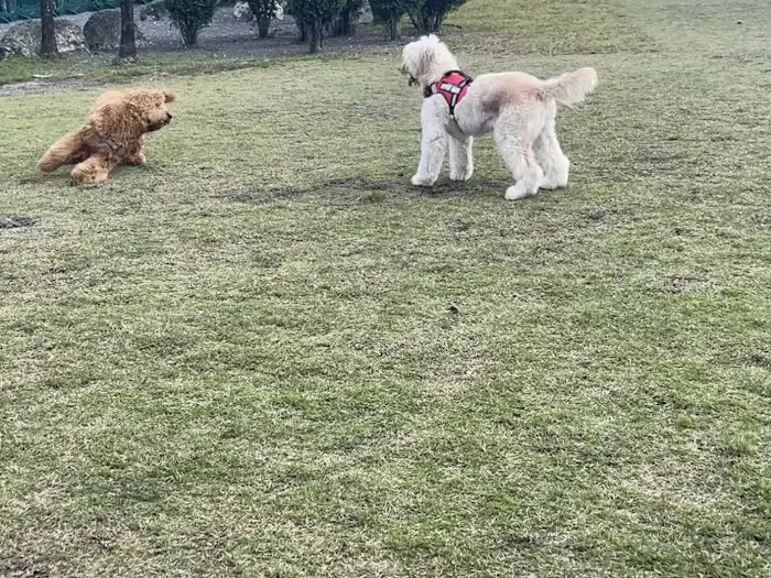 Trails & Tails Park 3