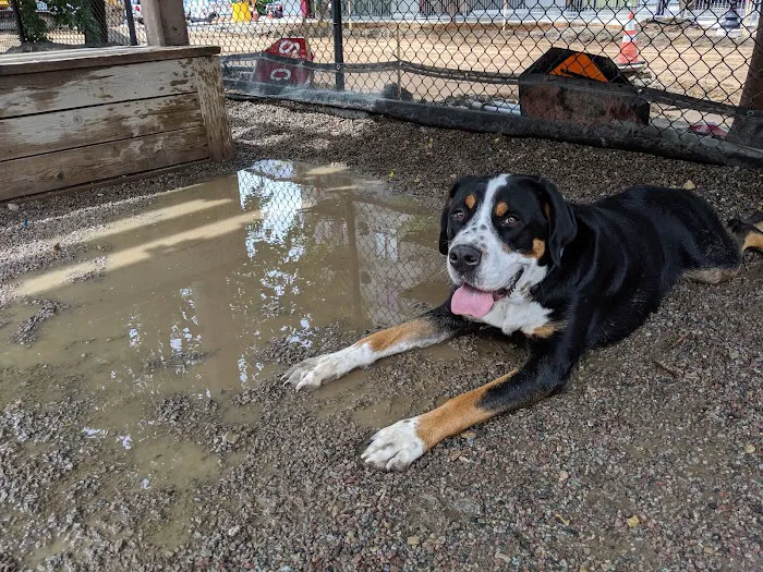 North Loop Dog Park / Off-Leash Play Area 2