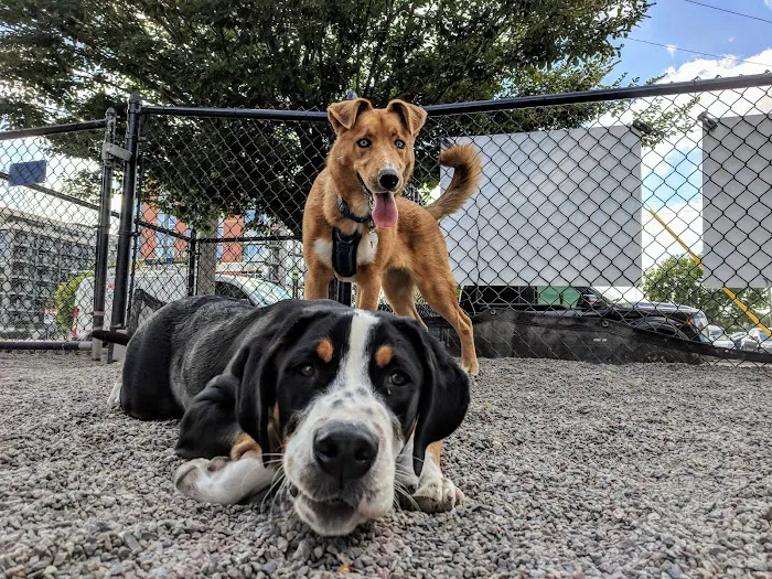 North Loop Dog Park / Off-Leash Play Area 4