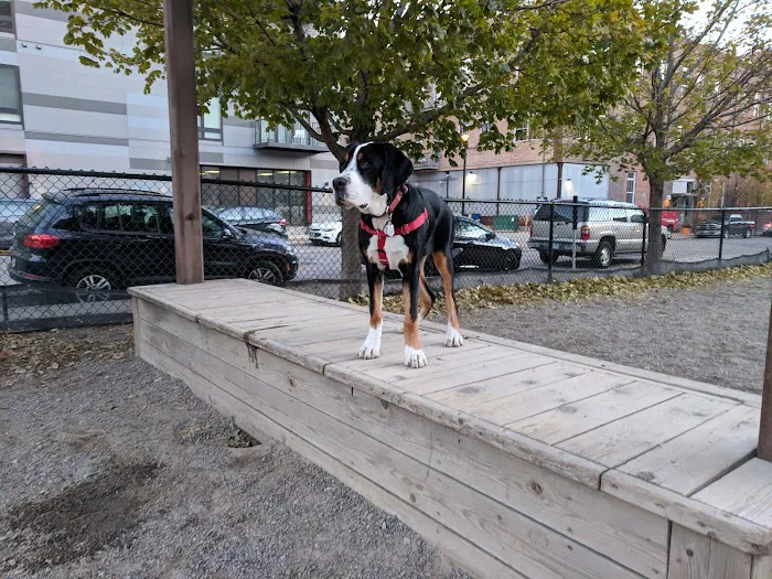 North Loop Dog Park / Off-Leash Play Area 6