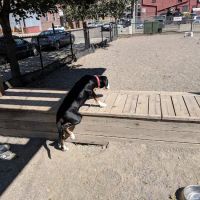 North Loop Dog Park / Off-Leash Play Area ico