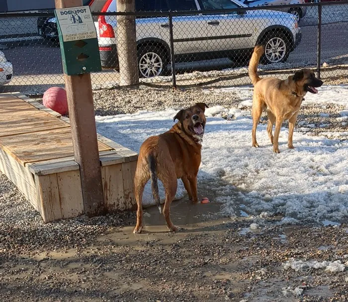 North Loop Dog Park / Off-Leash Play Area 7