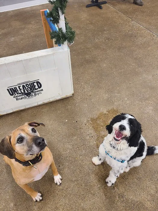 Unleashed Hounds and Hops 6