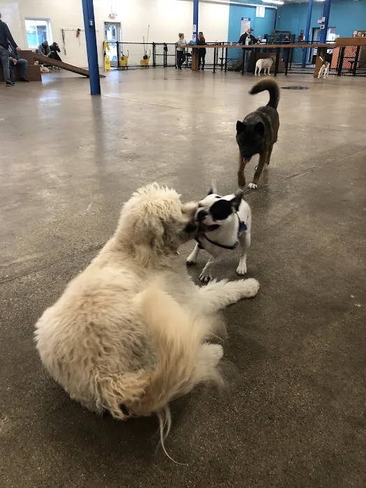 Unleashed Hounds and Hops 9