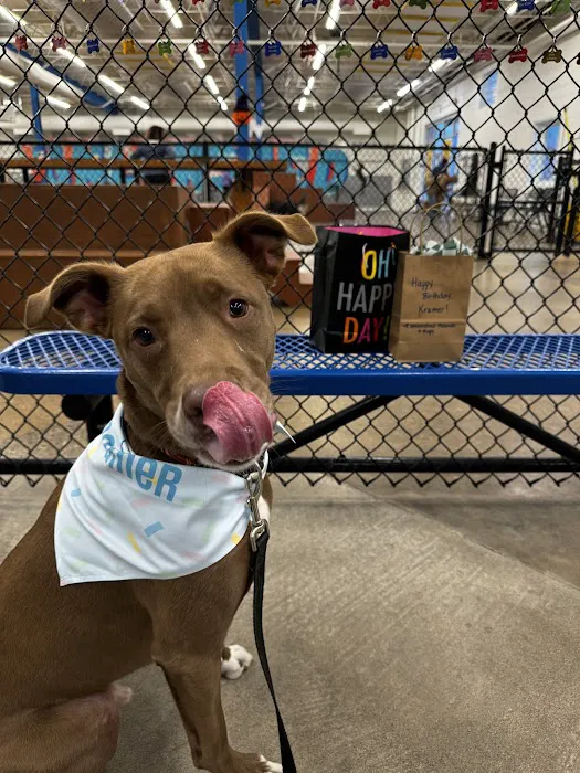 Unleashed Hounds and Hops 5