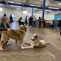 Unleashed Hounds and Hops ico