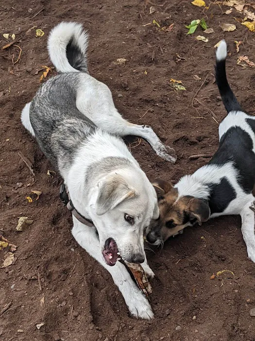 Franklin Terrace Off-Leash Dog Park 7
