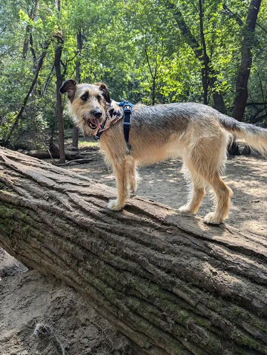 Lake of the Isles Dog Park 9