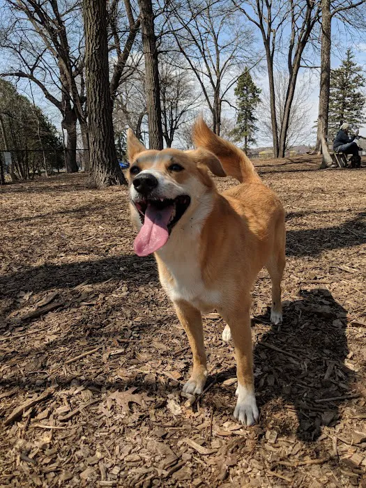 Lake of the Isles Dog Park 7