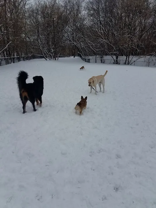 Lake of the Isles Dog Park 5