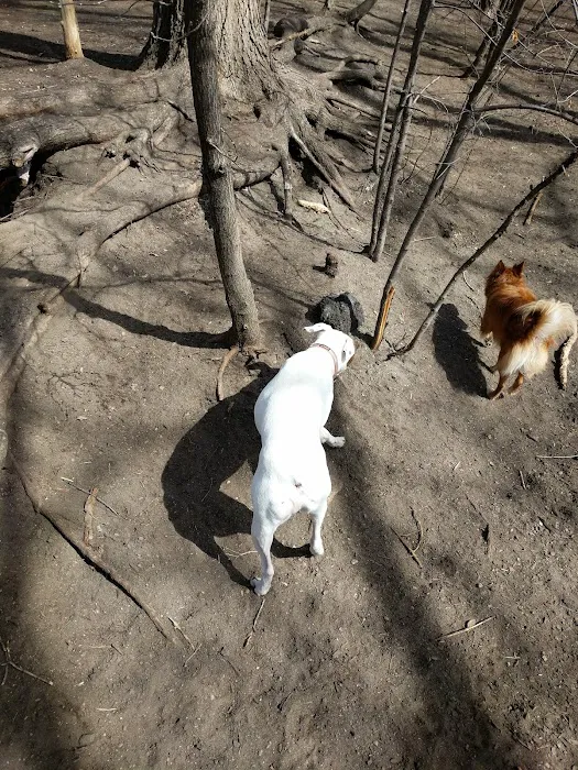 Lake of the Isles Dog Park 2
