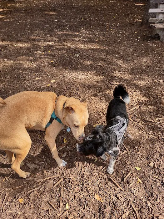 Lake of the Isles Dog Park 4