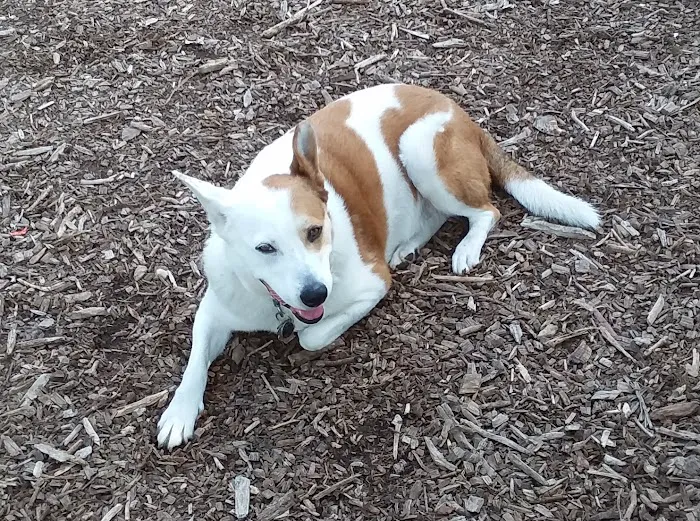 St. Anthony Parkway Off-Leash Dog Park 6