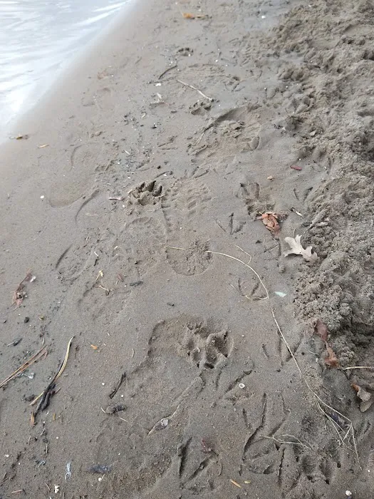 Meeker Island Dog Park 10