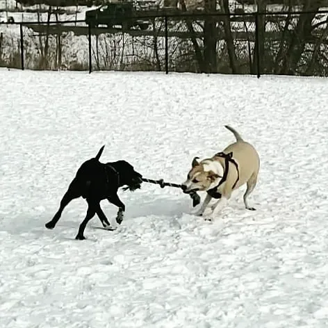Lauderdale Dog Park 2