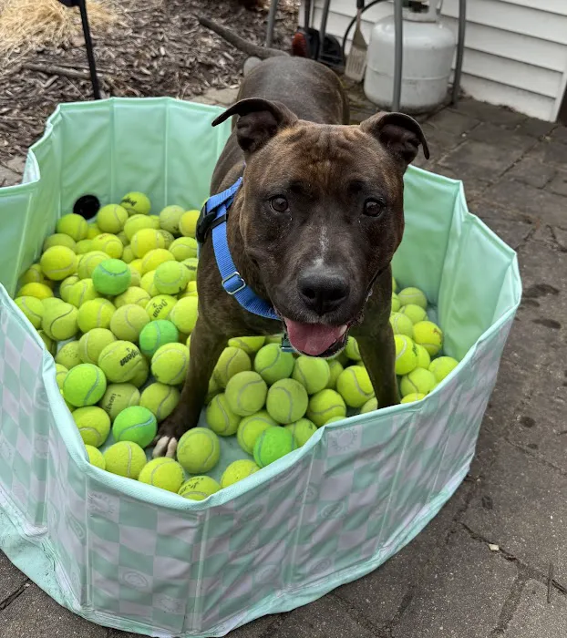 Crystal Sniffspot- PRIVATE RENTAL Dog Park 5
