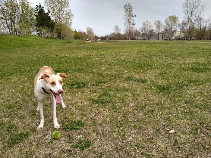 Victory Prairie Off-Leash Recreation Area 1