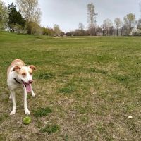 Victory Prairie Off-Leash Recreation Area ico