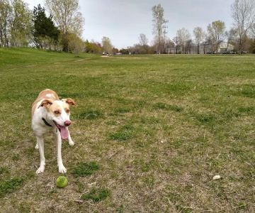 Victory Prairie Off-Leash Recreation Area