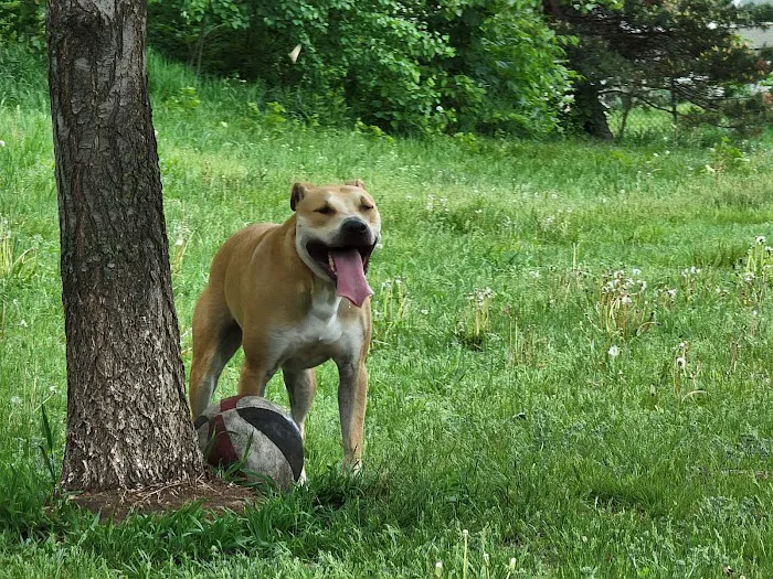 Victory Prairie Off-Leash Recreation Area 10