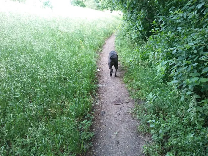 Victory Prairie Off-Leash Recreation Area 9