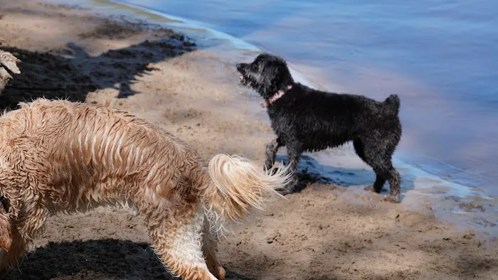 Minnehaha Dog Park 1