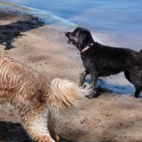 Minnehaha Dog Park ico