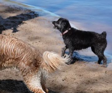 Minnehaha Dog Park