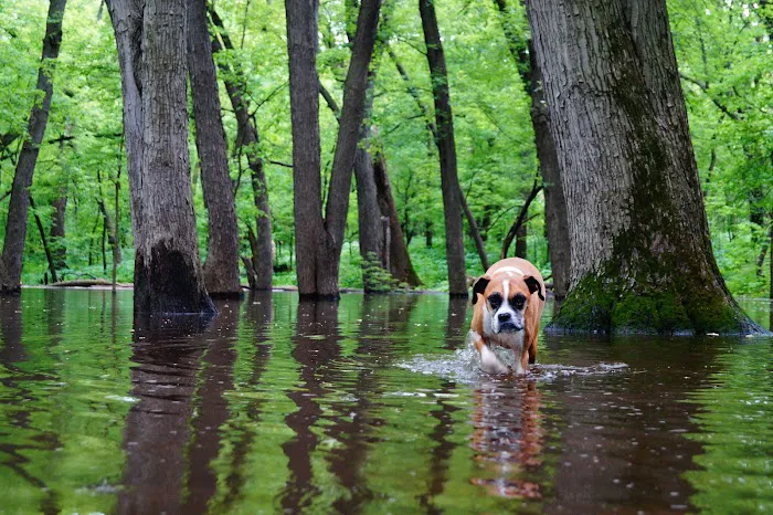 Minnehaha Dog Park 2
