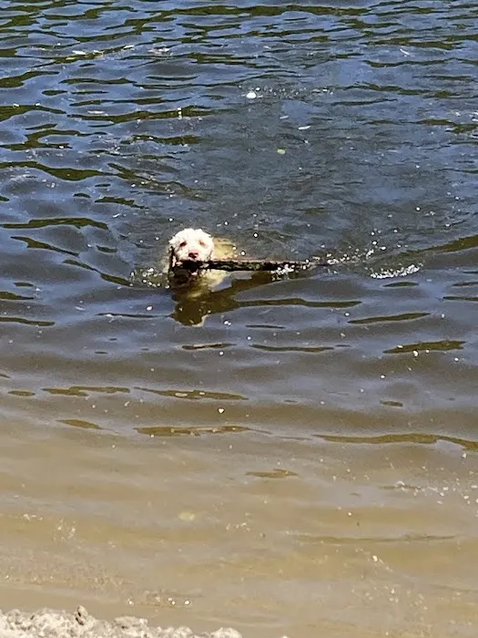 Minnehaha Dog Park 9