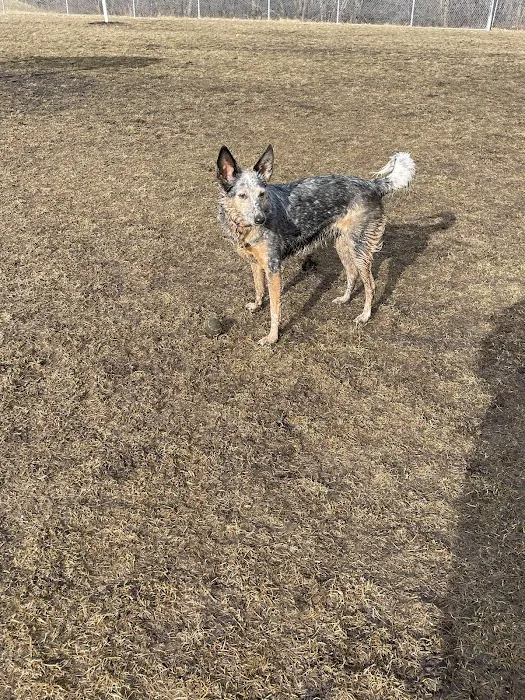 Perry Dog Park 4