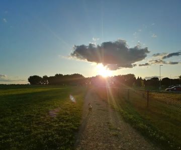 Airport Dog Park 1