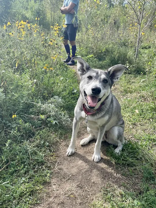 Lilydale Off-Leash Dog Park 7