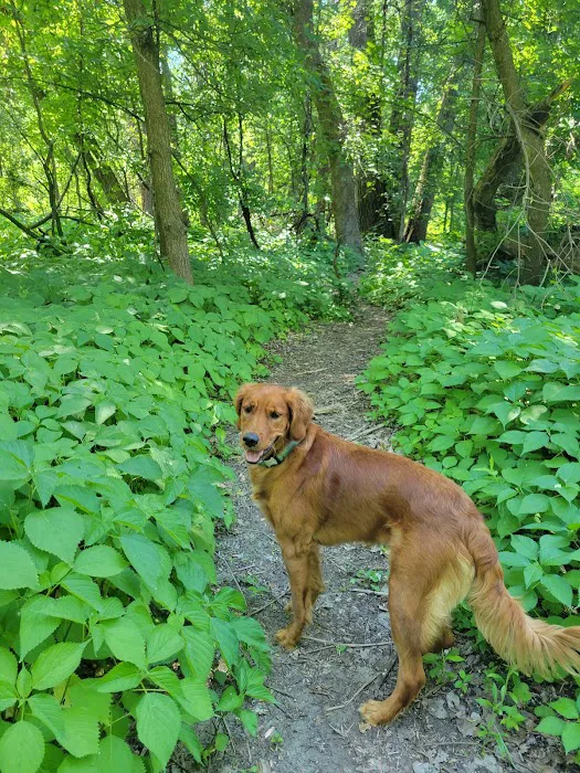 Lilydale Off-Leash Dog Park 10