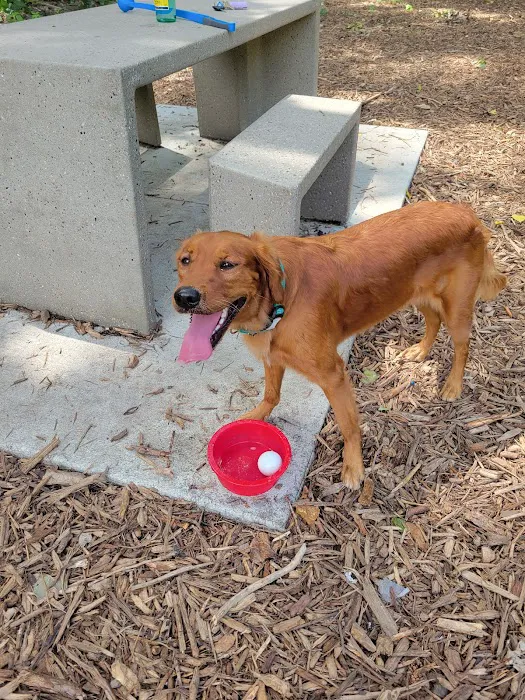 Lilydale Off-Leash Dog Park 2