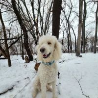 Lilydale Off-Leash Dog Park ico