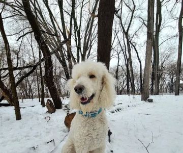 Lilydale Off-Leash Dog Park