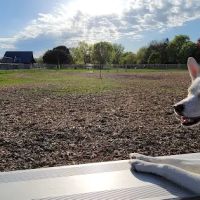 Off-Leash Dog Area ico