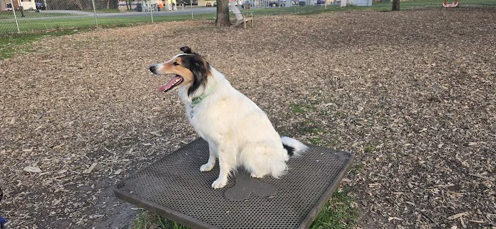 Off-Leash Dog Area 5