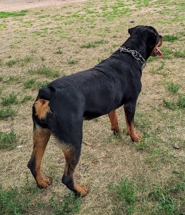 Off-Leash Dog Area 3
