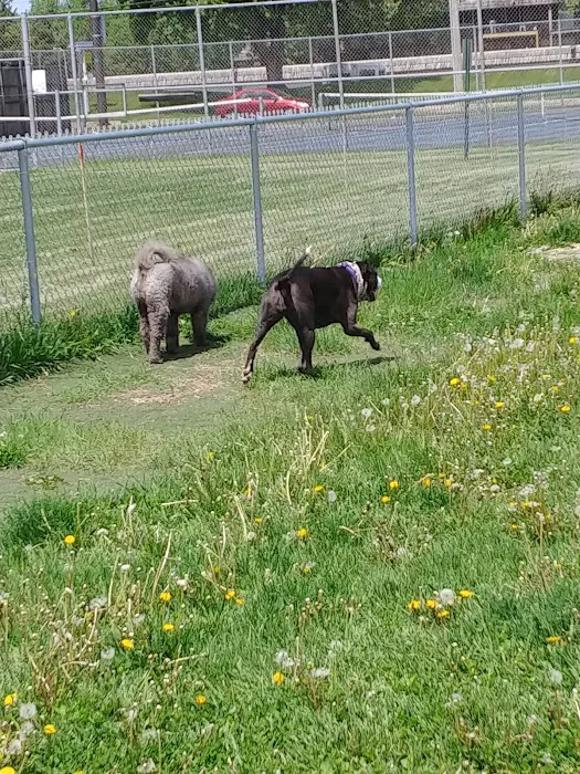 4 Paws Dog Park 5