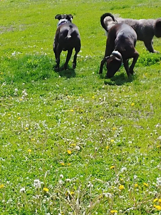 4 Paws Dog Park 4
