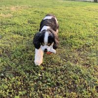 4 Paws Dog Park ico
