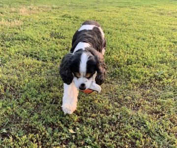 4 Paws Dog Park