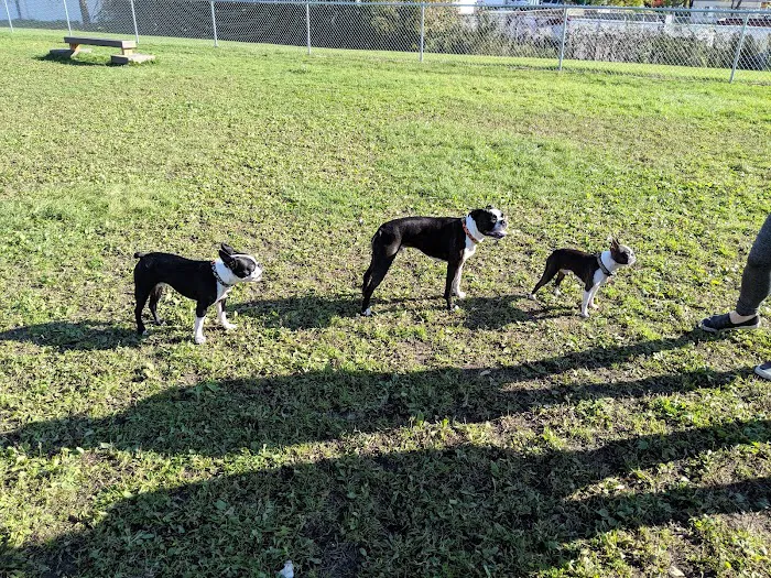 4 Paws Dog Park 6