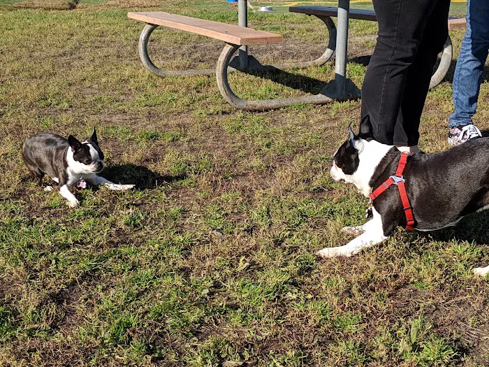4 Paws Dog Park 10
