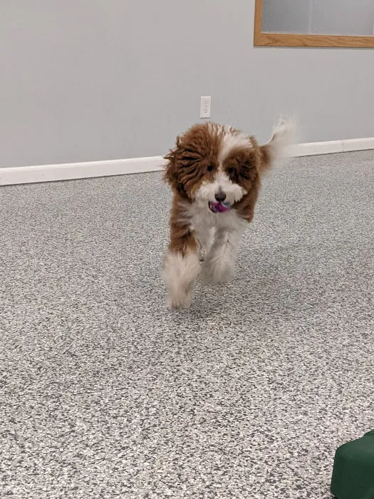 Indoor Zoomies indoor dog park 4