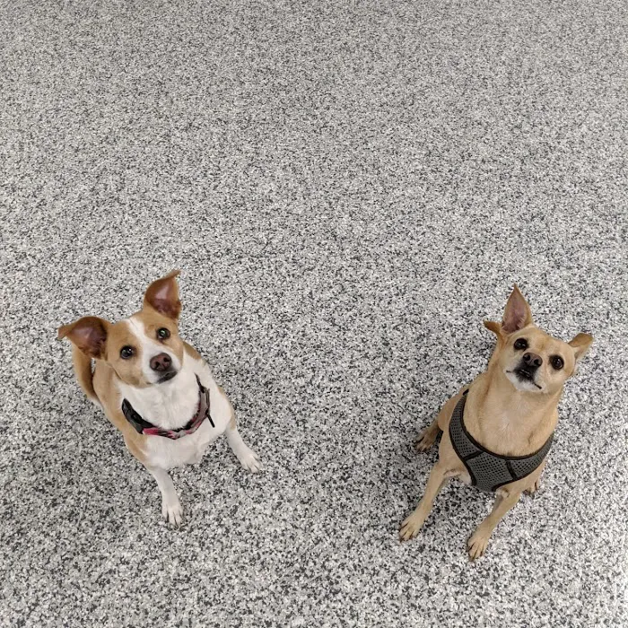 Indoor Zoomies indoor dog park 10
