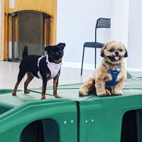 Indoor Zoomies indoor dog park ico